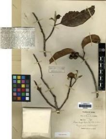 Type specimen at Edinburgh (E). Kerr, Arthur: 2501. Barcode: E00284394.