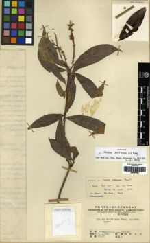 Type specimen at Edinburgh (E). Tsai, H.T.: 51447. Barcode: E00284396.