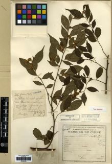 Type specimen at Edinburgh (E). Esquirol, Joseph: 303. Barcode: E00284399.