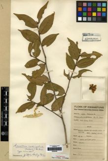 Type specimen at Edinburgh (E). Chun, Woon-Young: 6098. Barcode: E00284402.
