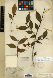 Type specimen at Edinburgh (E). Maire, Edouard-Ernest: 609/1914. Barcode: E00284403.