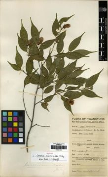 Type specimen at Edinburgh (E). Chun, Woon-Young: 5906. Barcode: E00284404.