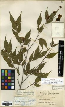 Type specimen at Edinburgh (E). Chun, Woon-Young: 5906. Barcode: E00284405.
