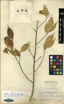 Type specimen at Edinburgh (E). Ching, Ren-Chang: 1479. Barcode: E00284408.