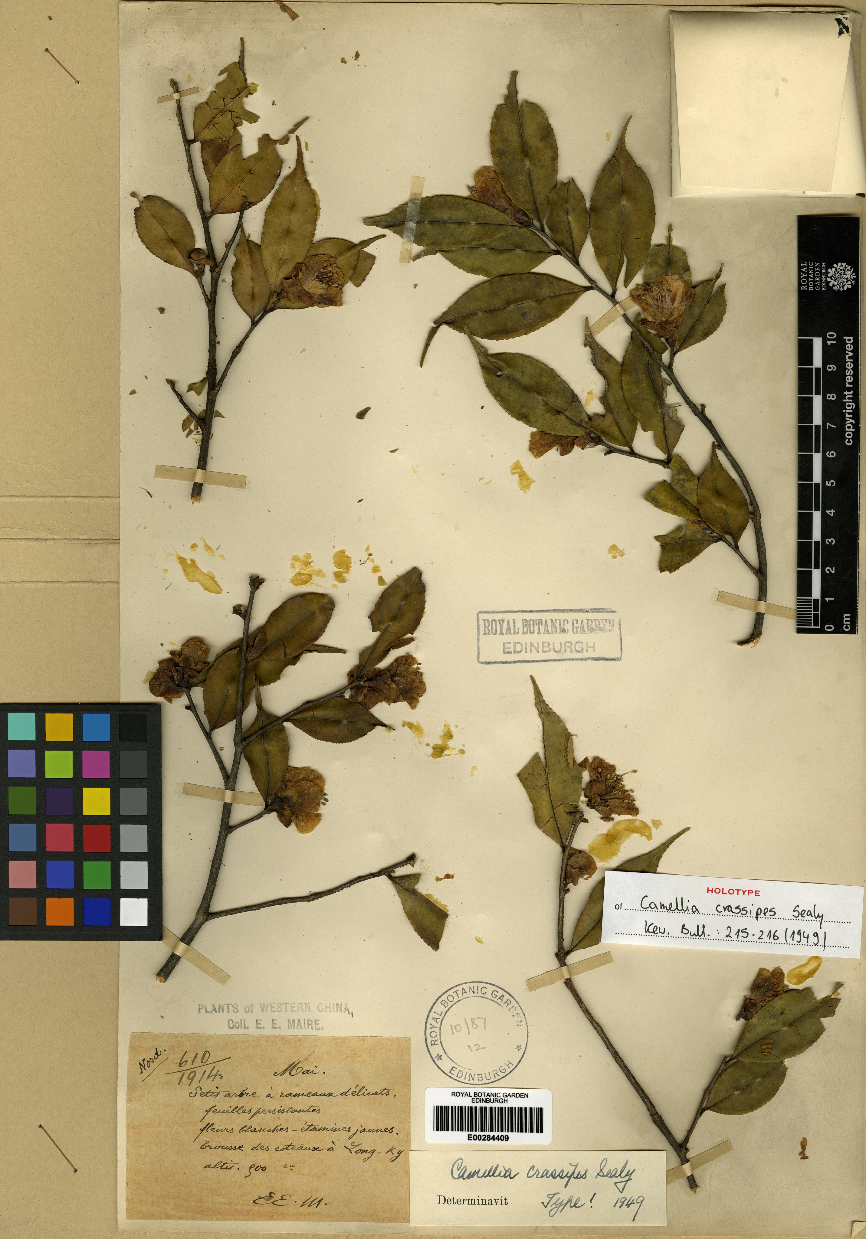 Camellia crassipes (Camellia crassipes)