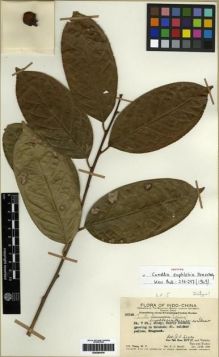 Type specimen at Edinburgh (E). Ts'ang, Wai: 27346. Barcode: E00284419.