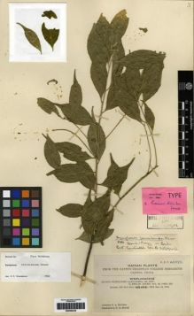Type specimen at Edinburgh (E). McClure, Floyd: 9672. Barcode: E00284425.