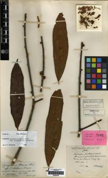 Type specimen at Edinburgh (E). Maire, Edouard-Ernest: . Barcode: E00284426.