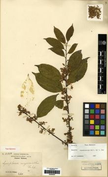 Type specimen at Edinburgh (E). Wilson, Ernest: 2550. Barcode: E00284435.