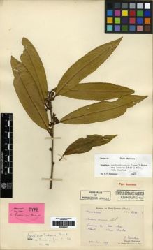 Type specimen at Edinburgh (E). Cavalerie, Pierre: 2719. Barcode: E00284437.
