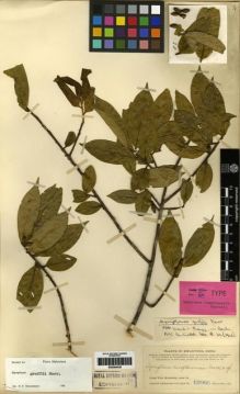 Type specimen at Edinburgh (E). Kang Peng; Ts'ang Wai Tak & Ts'ang Un Kin: 12066. Barcode: E00284438.