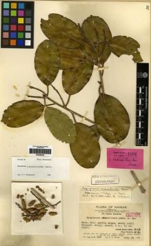 Type specimen at Edinburgh (E). Lau, S.: 260. Barcode: E00284440.