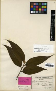 Type specimen at Edinburgh (E). Hosseus, Carl: 185. Barcode: E00284452.