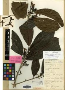 Type specimen at Edinburgh (E). Garrett, H.: 402. Barcode: E00284456.