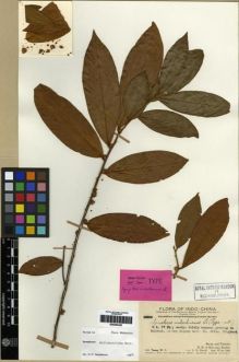 Type specimen at Edinburgh (E). Ts'ang, Wai: 26902. Barcode: E00284458.