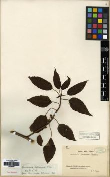 Type specimen at Edinburgh (E). Farges, Paul: 530. Barcode: E00284468.