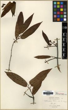 Type specimen at Edinburgh (E). Cavalerie, Pierre: 12. Barcode: E00284470.