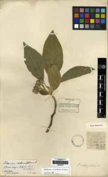 Type specimen at Edinburgh (E). Esquirol, Joseph: 137. Barcode: E00284476.