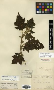 Type specimen at Edinburgh (E). Cavalerie, Pierre: 2722. Barcode: E00284478.