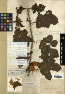 Type specimen at Edinburgh (E). Bodinier, Emile: . Barcode: E00284479.