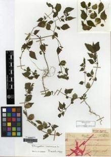 Type specimen at Edinburgh (E). Esquirol, Joseph: 234. Barcode: E00284486.
