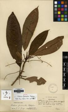 Type specimen at Edinburgh (E). Kerr, Arthur: 10374. Barcode: E00284497.