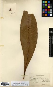 Type specimen at Edinburgh (E). Kerr, Arthur: 17125. Barcode: E00284505.