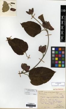 Type specimen at Edinburgh (E). Séguin, J: 2438 BIS. Barcode: E00284524.