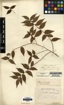 Type specimen at Edinburgh (E). Bodinier, Emile: 2049. Barcode: E00284527.
