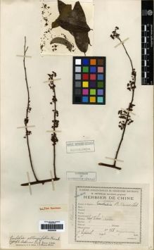 Type specimen at Edinburgh (E). Esquirol, Joseph: 743. Barcode: E00284528.