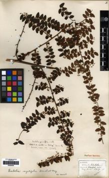 Type specimen at Edinburgh (E). Henry, Caroline: 12826. Barcode: E00284530.