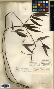 Type specimen at Edinburgh (E). Bodinier, Emile: . Barcode: E00284531.
