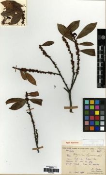 Type specimen at Edinburgh (E). Séguin, J: 2253. Barcode: E00284535.