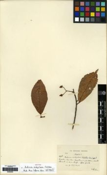 Type specimen at Edinburgh (E). Kerr, Arthur: 18656. Barcode: E00284540.