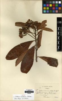 Type specimen at Edinburgh (E). Kerr, Arthur: 2464. Barcode: E00284546.