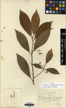 Type specimen at Edinburgh (E). Kerr, Arthur: 14986. Barcode: E00284556.