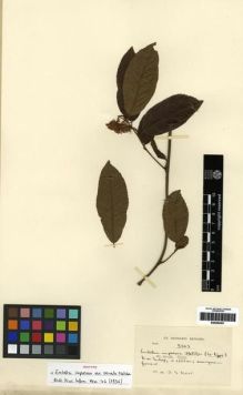 Type specimen at Edinburgh (E). Kerr, Arthur: 3505. Barcode: E00284561.