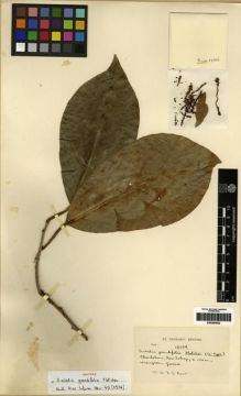 Type specimen at Edinburgh (E). Kerr, Arthur: 18032. Barcode: E00284562.