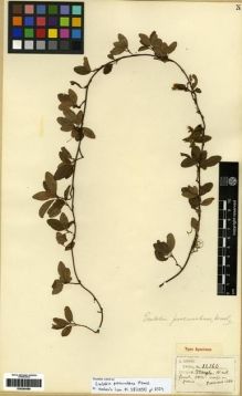 Type specimen at Edinburgh (E). Henry, Caroline: 11160. Barcode: E00284569.
