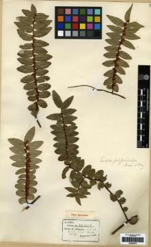 Type specimen at Edinburgh (E). Henry, Caroline: 10060 A. Barcode: E00284570.