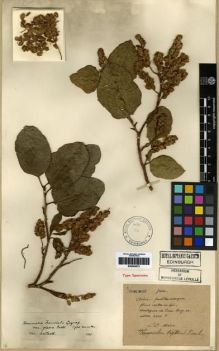 Type specimen at Edinburgh (E). Maire, Edouard-Ernest: 1. Barcode: E00284572.