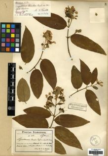 Type specimen at Edinburgh (E). Hosseus, Carl: 512. Barcode: E00284580.