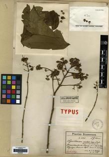 Type specimen at Edinburgh (E). Hosseus, Carl: 530. Barcode: E00284581.