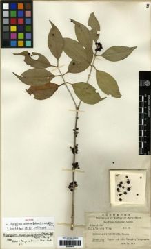 Type specimen at Edinburgh (E). Tsiang, Ying: 1549. Barcode: E00284610.