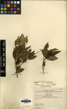 Type specimen at Edinburgh (E). McClure, Floyd: 7678. Barcode: E00284612.