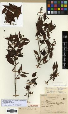 Type specimen at Edinburgh (E). Esquirol, Joseph: 3611. Barcode: E00284619.