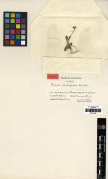 Type specimen at Edinburgh (E). Smith, Karl: 3266. Barcode: E00284622.