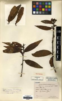 Type specimen at Edinburgh (E). Esquirol, Joseph: 2625. Barcode: E00284657.