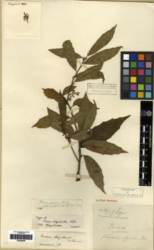 Type specimen at Edinburgh (E). Esquirol, Joseph: 895. Barcode: E00284658.