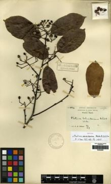 Type specimen at Edinburgh (E). Wilson, Ernest: 476. Barcode: E00284666.